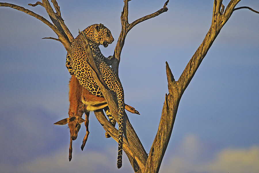 LEOPARD IN TREE WITH KILL